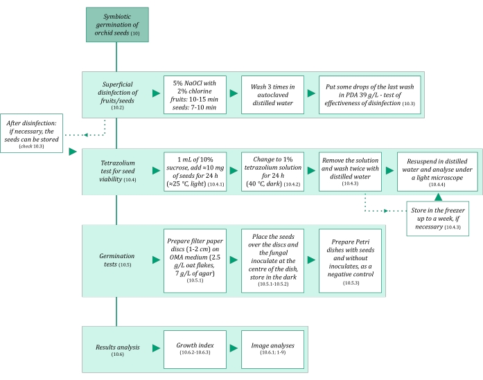 Orchid seed germination process flowchart; disinfection, tetrazolium test, germination, analysis.