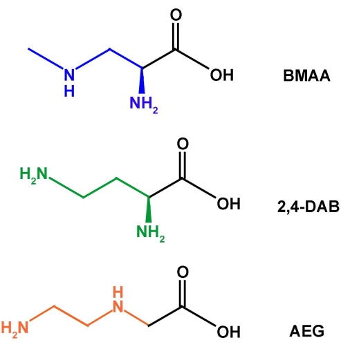 figure-results-1 Chemical structures: BMAA, 2,4-DAB, and AEG; structural formulas; organic compounds analysis.