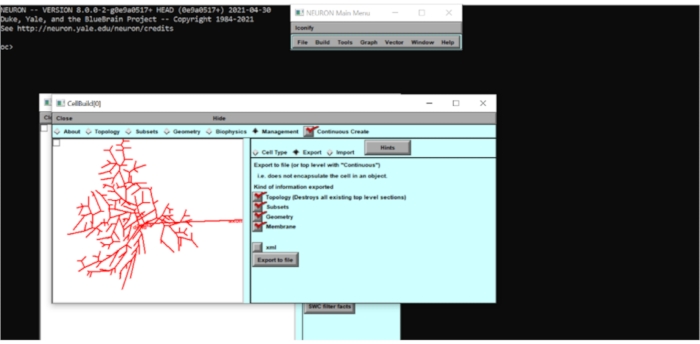 Neuron modeling software interface showing dendritic tree export options and topology visualization.