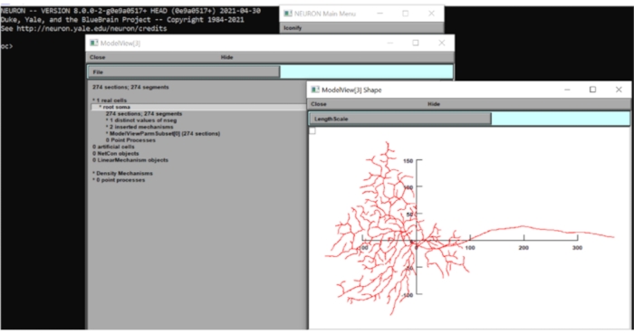 Neuron simulation software interface, displaying neuronal model diagram, used for computational neuroscience.