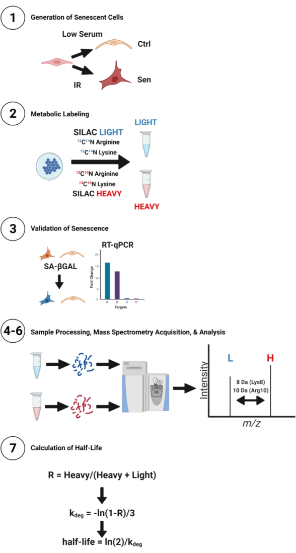 figure-results-3 Senescent cell generation, SILAC labeling, RT-qPCR validation, mass spectrometry, half-life calculation diagram.