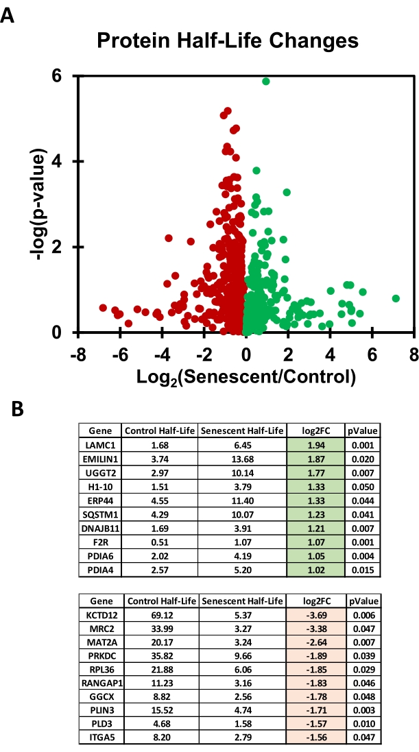 figure-results-7 Protein half-life analysis; scatter plot, data table; showing log2 fold changes and p-values.