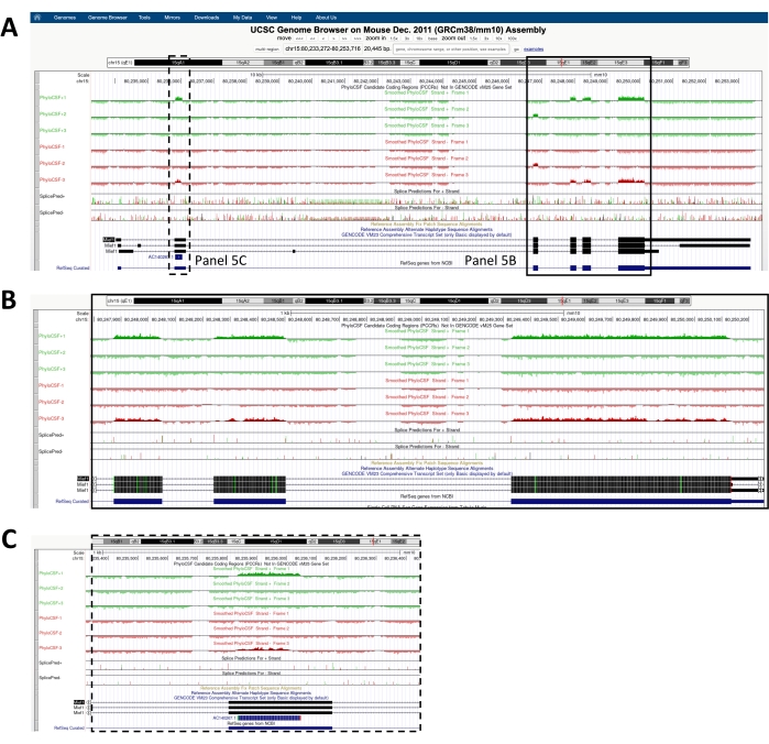 UCSC Genome Browser diagram; mouse genome 2011 assembly analysis, genetic data visualization.