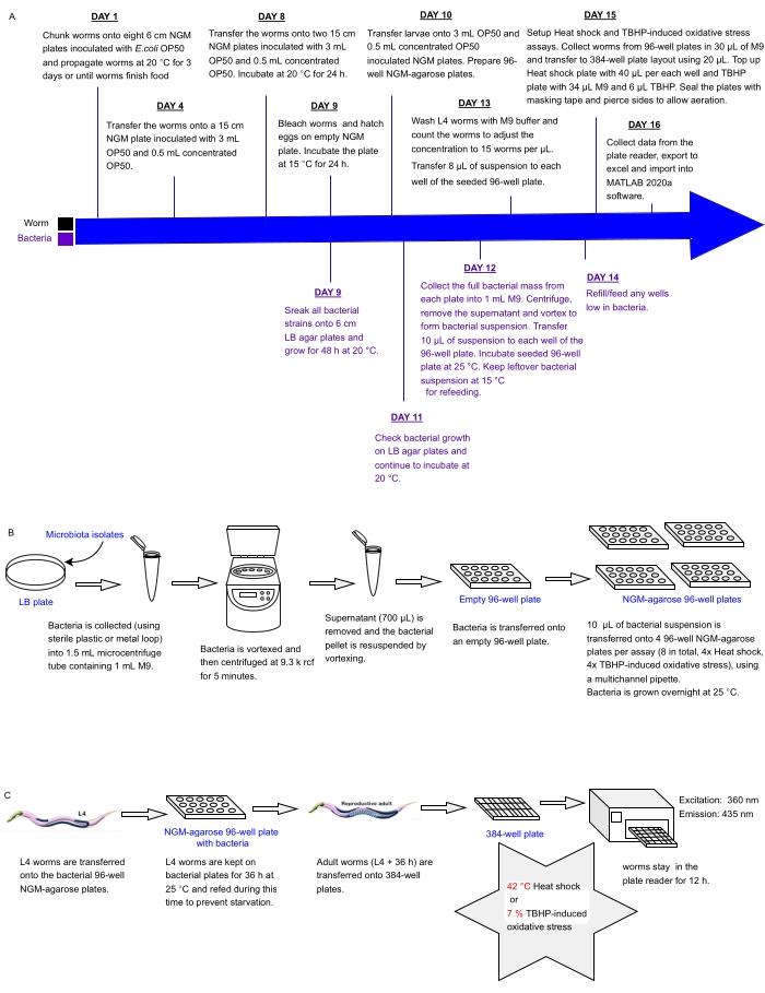 figure-introduction-1 Worm-bacteria oxidative stress experiment diagram with agar plates, centrifuge, NGM-agarose setup.