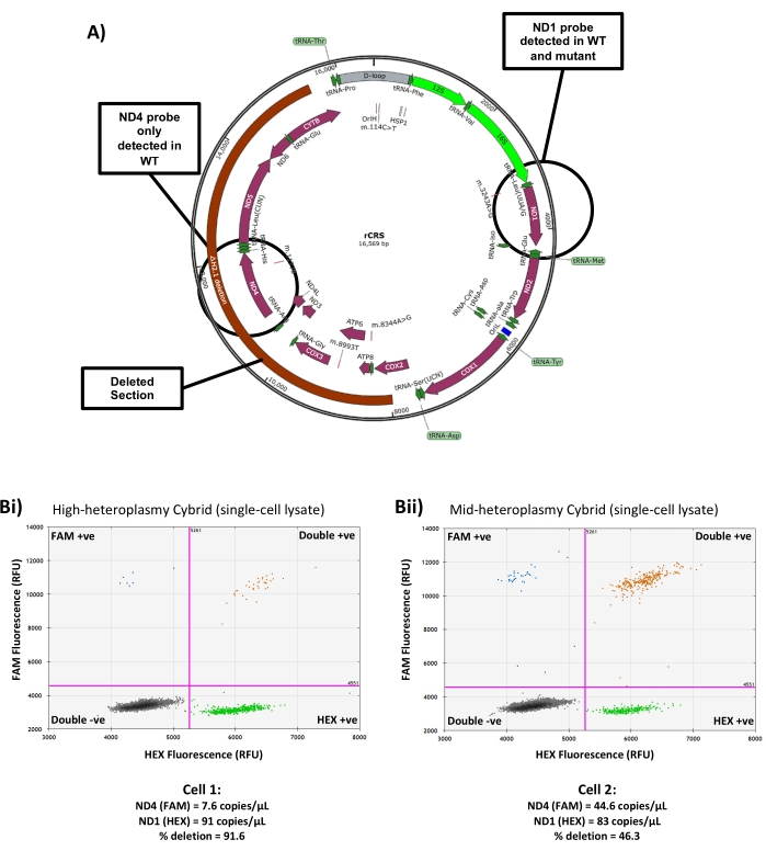 Video: Measuring Single-Cell Mitochondrial DNA Copy Number and ...