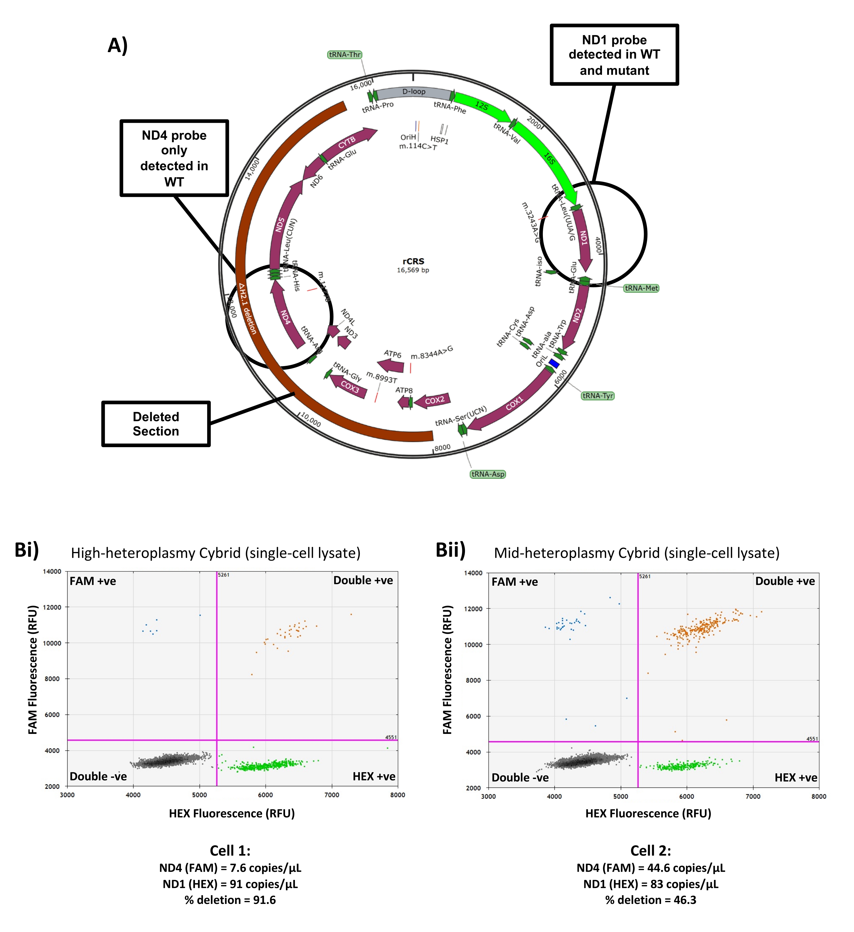 Measuring Single-Cell Mitochondrial DNA Copy Number and