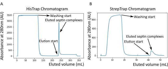 HisTrap and StrepTrap Chromatogram; absorbance vs. eluted volume; protein purification results.