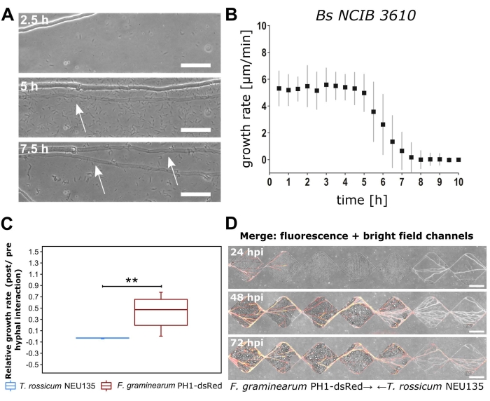 Microbial growth analysis: Bacillus subtilis growth rate graph, hyphal interaction images, fluorescence.