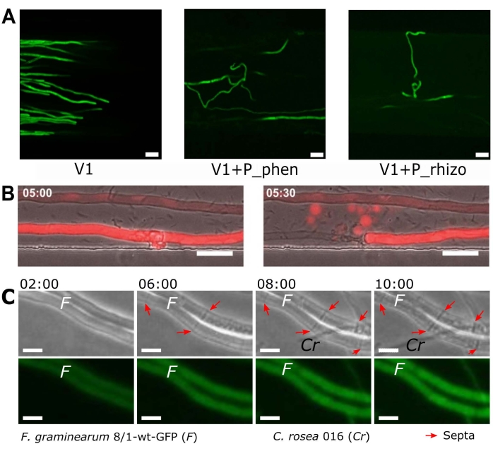 Fluorescent microscopy analysis of fungal interaction, showing hyphal growth and competitor impact.