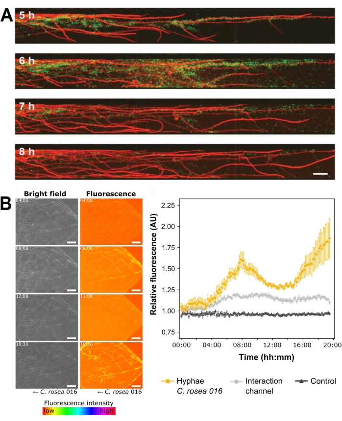 Fungal growth interaction over time; fluorescence imaging and analysis; experimental graph results.