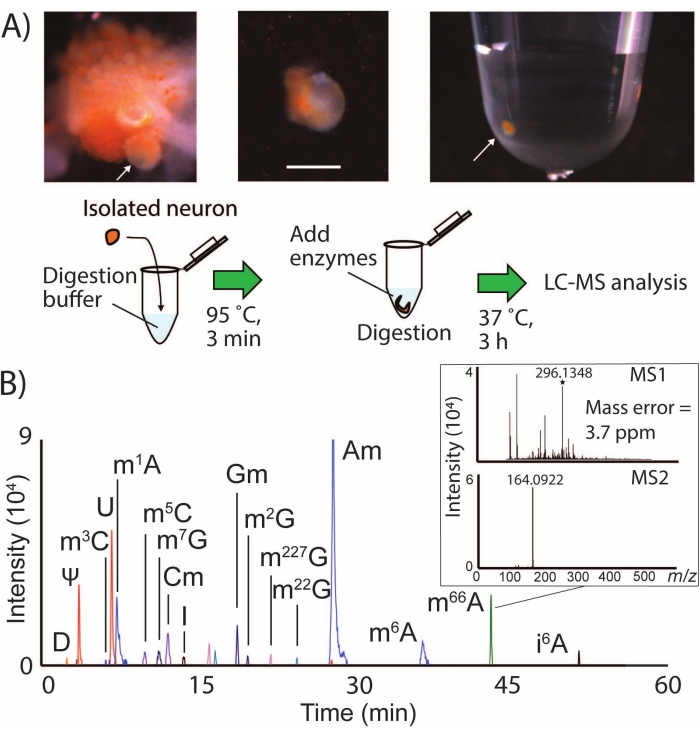 Video: Characterizing RNA Modifications in Single Neurons Using Mass ...