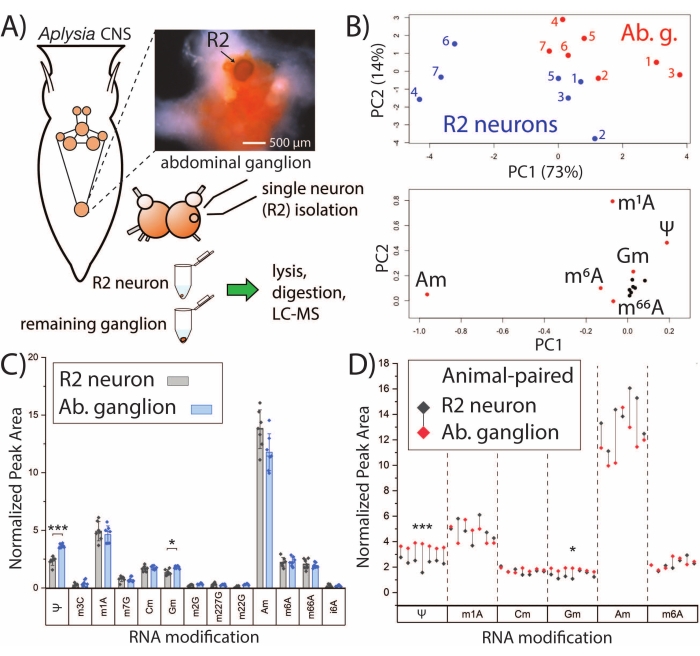 Aplysia CNS RNA modifications; R2 neuron lysis, digestion, LC-MS; PCA plots; bar charts comparison.