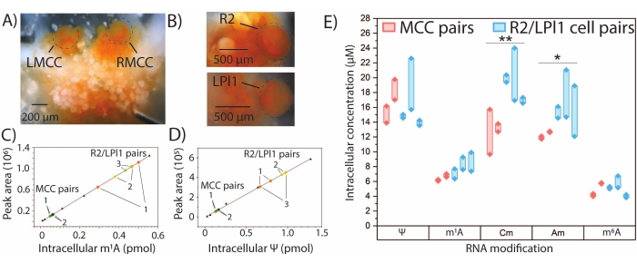 RNA modification analysis; diagrams show mA, Ψ intranuclear concentration; MCC, R2/LPI1 cell pairs.