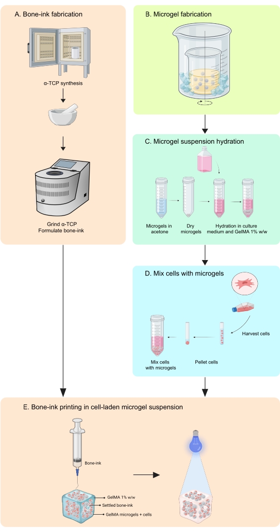 figure-introduction-1 Bone-ink fabrication flowchart; α-TCP synthesis, microgel mixing, cell suspension, 3D printing setup.