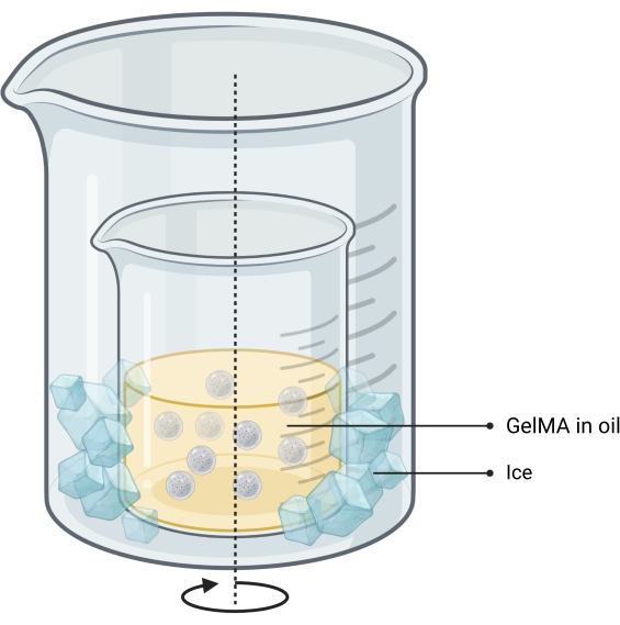 GelMA-in-oil emulsion setup with ice in a beaker; diagram showing chemical process illustration.