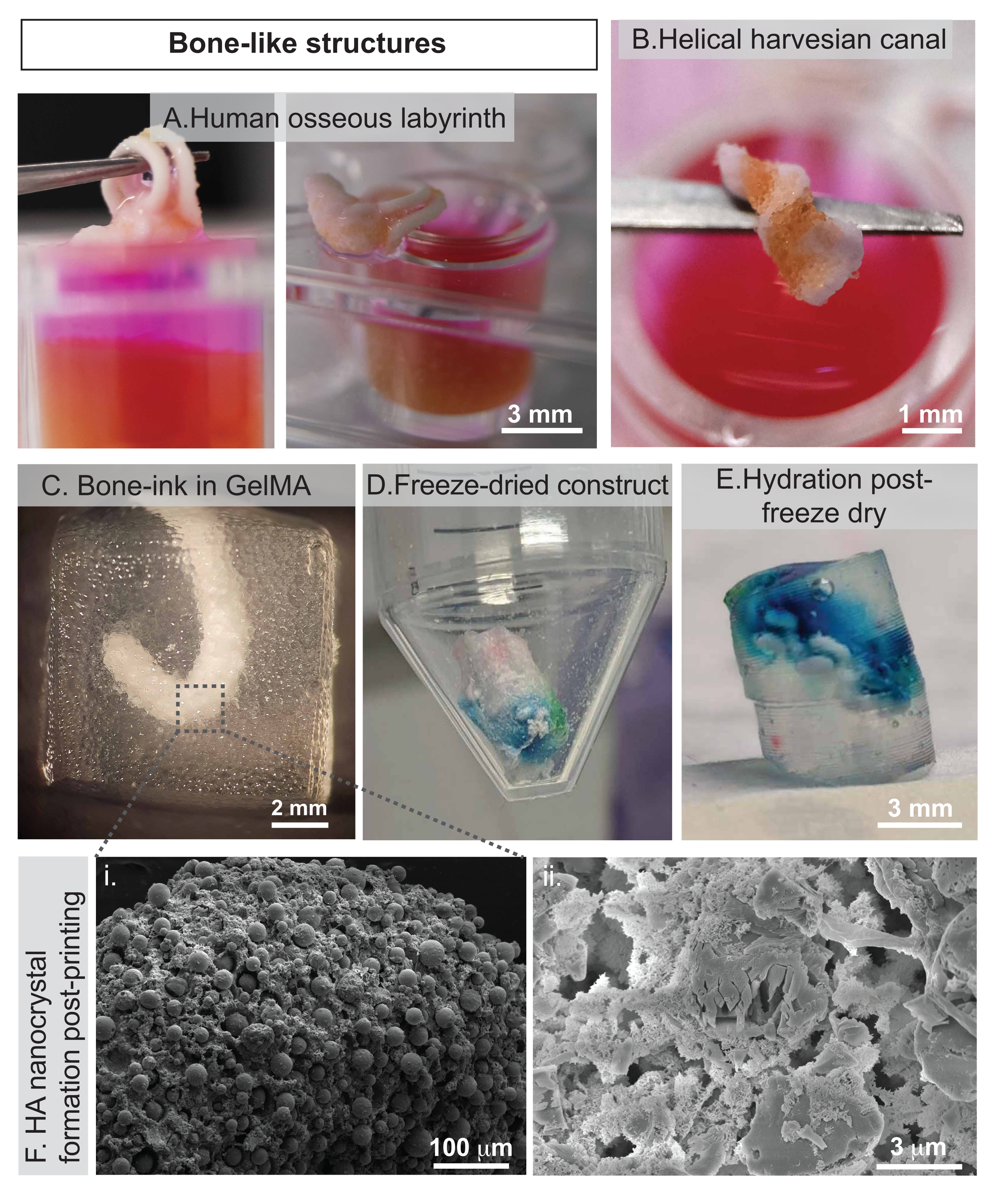 Ceramic Omnidirectional Bioprinting in Cell-Laden Suspensions for the ...