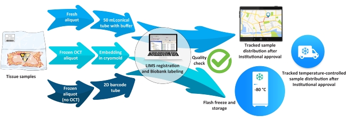 Tissue sample processing workflow diagram; includes cryomold embedding, LIMS registration, storage.