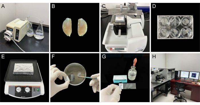 Laboratory equipment and procedures for biological sample preparation and analysis, including microscopy.