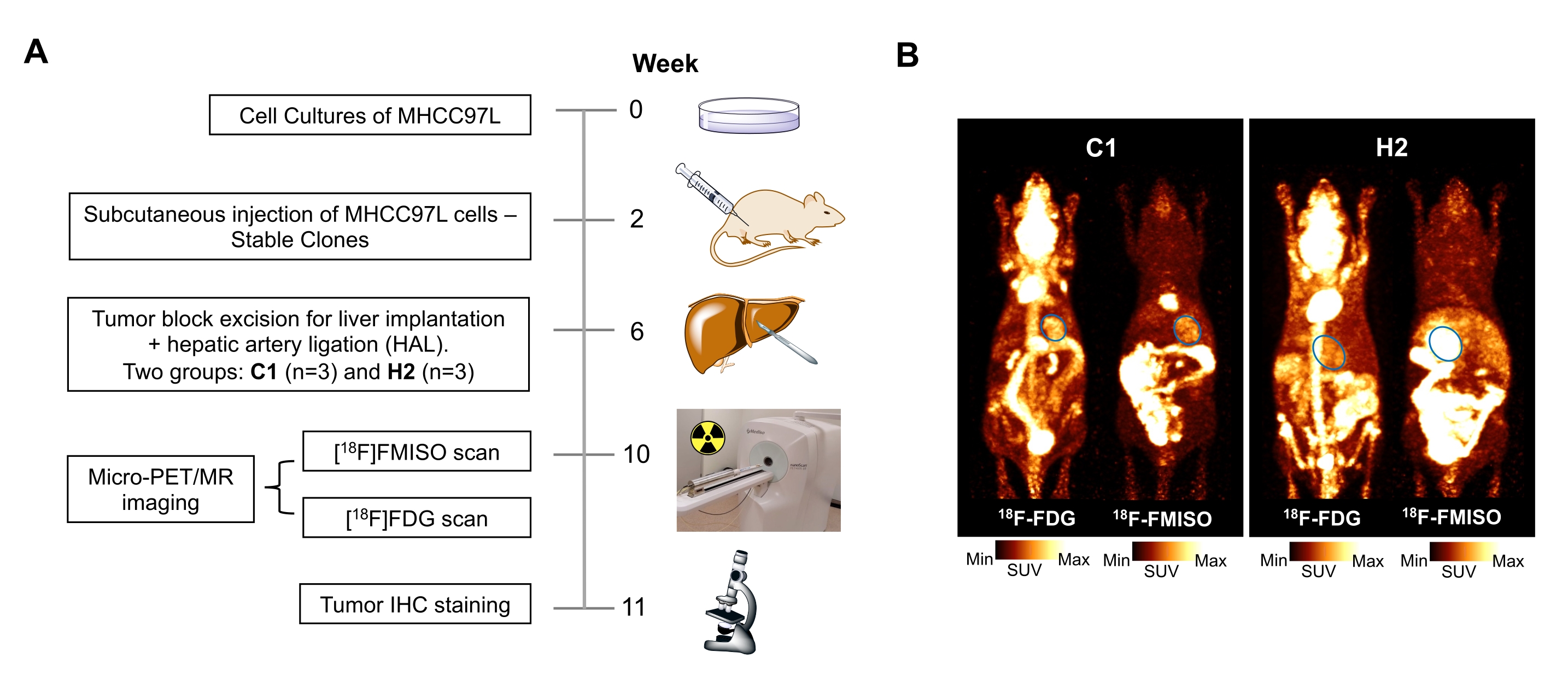 Video: Non-Invasive PET/MR Imaging in an Orthotopic Mouse Model of ...