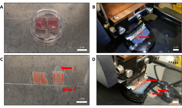 figure-results-2 3D-printing soft hydrogel process with red dye; experimental setup showcasing additive manufacturing.