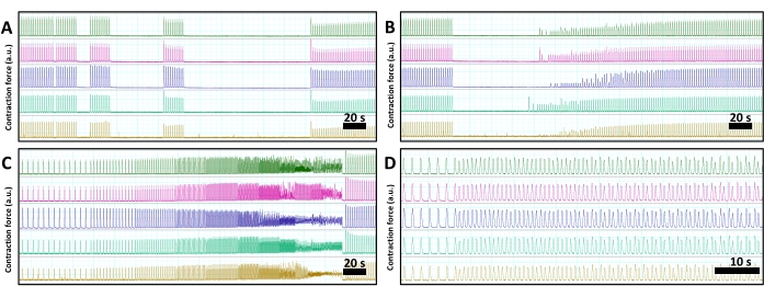 figure-results-4 Cardiac contraction force graphs; diagram; analysis of contraction over time; data visualization.
