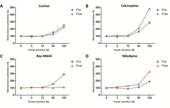 figure-results-6 Graphs comparing normalized contraction in muscle pause durations with drugs: control, calciseptine, Bay-K8644, nifedipine.
