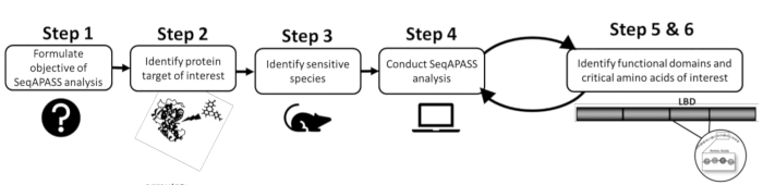 figure-protocol-1 SeqAPASS analysis process diagram; steps include target ID, species sensitivity, functional domains.