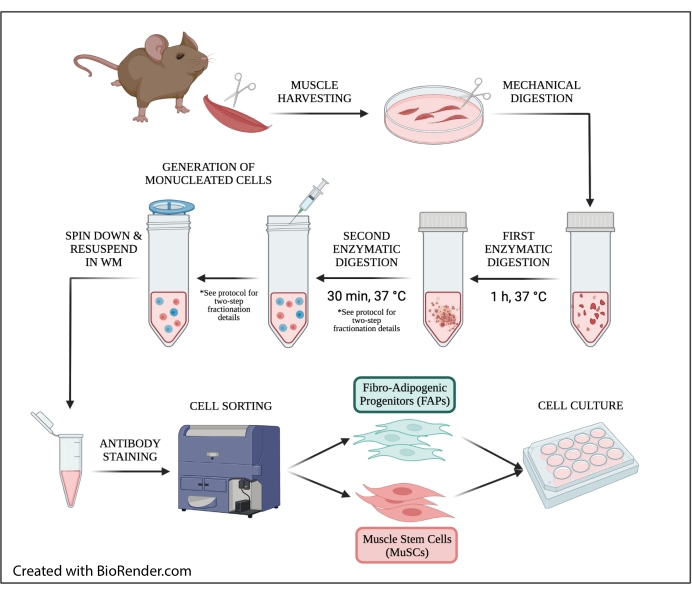 FACS-Isolation and Culture of Fibro-Adipogenic Progenitors and Muscle ...