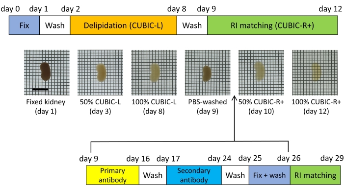 figure-results-1 Static equilibrium diagram of kidney depigmentation; CUBIC process; tissue clearing visualization.