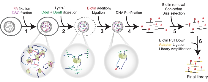 Chromatin interaction analysis workflow, diagram: fixation, digestion, ligation, DNA purification.
