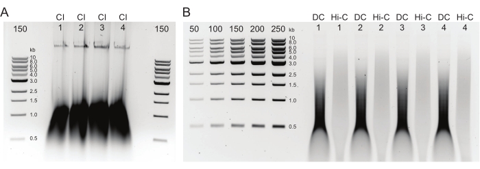 Agarose gel electrophoresis results showing DNA separation for molecular size analysis, kb labeled.