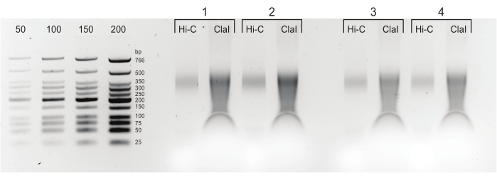 Gel electrophoresis diagram, DNA fragment separation, band analysis, molecular weight markers.