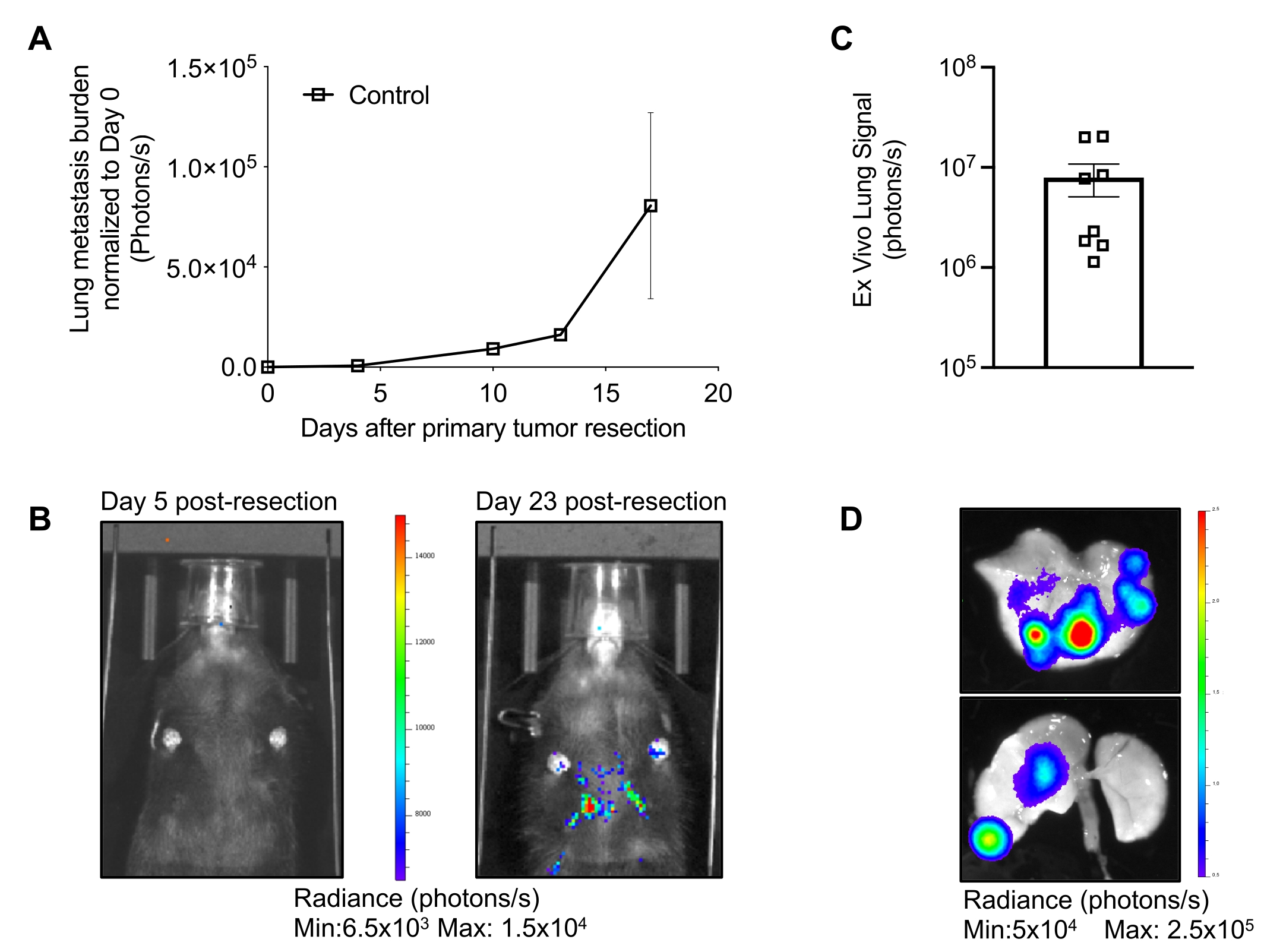 In Vivo Imaging to Measure Spontaneous Lung Metastasis of ...