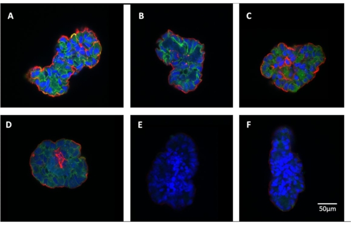 Fluorescent staining analysis; cell morphology images A-F, microscopy results, 50μm scale.