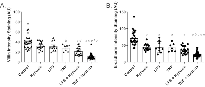 Bar graph comparing villin and E-cadherin intensity under hypoxia and LPS conditions.