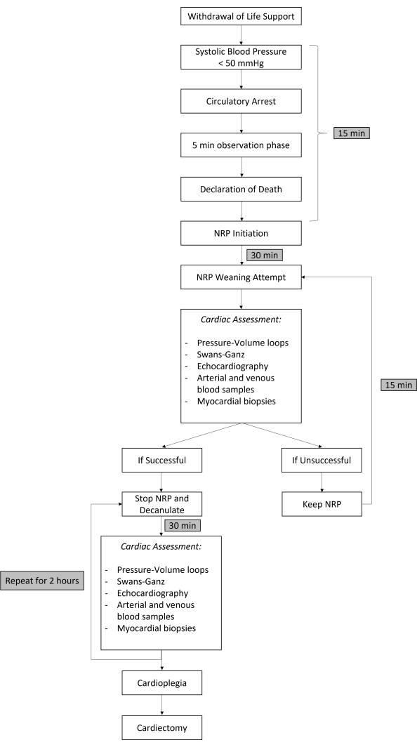 figure-protocol-1 Flowchart of life support withdrawal with cardiac assessment steps: pressures, echocardiography, NRP.