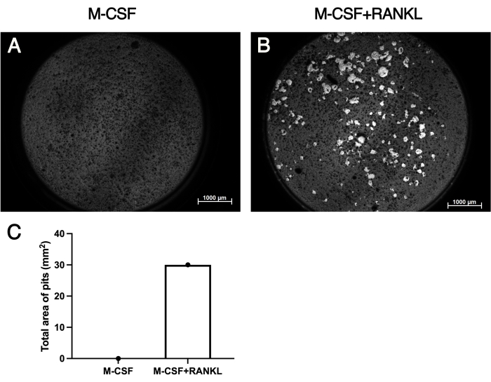 figure-results-4 Microscopy of osteoclasts: M-CSF vs M-CSF+RANKL, pit area analysis graph.