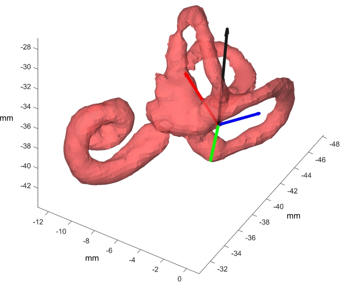 3D cochlea structure, diagram of ear anatomy with spatial axes, educational use.