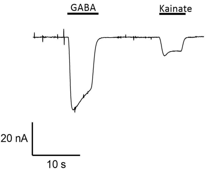 GABA and Kainate response graph, ion channel activity, electrophysiology results, current vs. time.