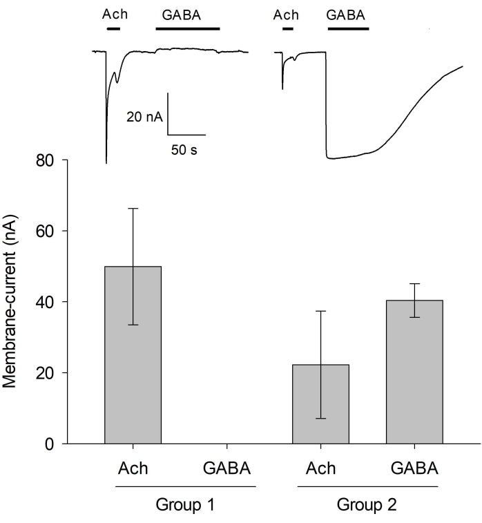 Membrane-current analysis; GABA and ACh response graph; neuron physiology experiment results.