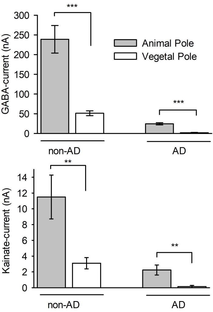 GABA and kainate current comparison in non-AD vs AD, bar graph, animal and vegetal poles.