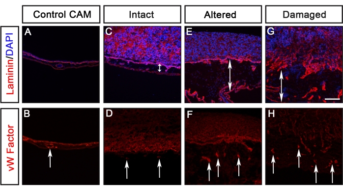 Laminin/DAPI, vW Factor immunofluorescence, tissue damage comparison, protein localization analysis.