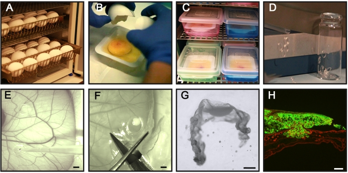 Egg incubation process, embryo extraction, storage setup, angiogenesis observation, microscopy images.