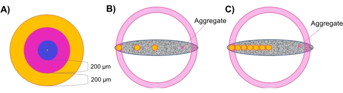 Cross-sectional aggregate formation diagram with labeled concentric zones and aggregates.