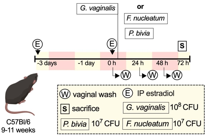 Mouse model experiment diagram for bacterial infection timeline using estradiol and vaginal wash methods.