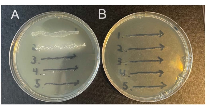 Bacterial growth experiment on agar plates; diffusion test; labeled diagram; microbiology study.