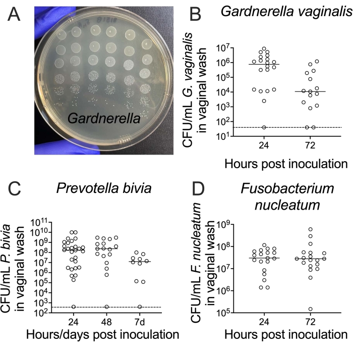 Bacterial growth analysis: Gardnerella petri dish (A), CFU/mL vaginal wash graphs for bacteria (B-D).