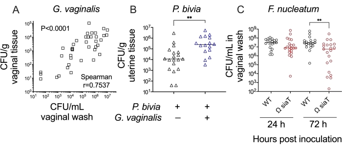 Bacterial count comparison graphs: G. vaginalis, P. bivia, F. nucleatum; CFU analysis over time.