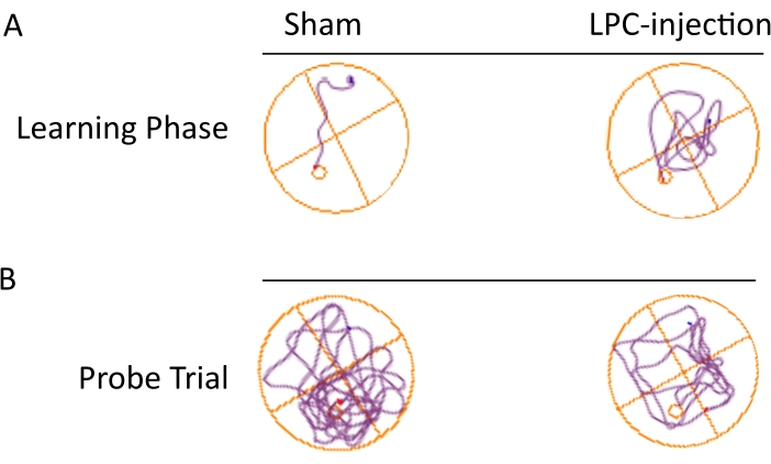 figure-results-4 Maze navigation diagram; comparison of sham vs. LPC-injection in learning and probe trial phases.