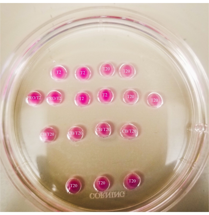 Cell culture plate with staining assays, circular wells, experimental setup for compound testing.